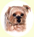 Click for larger image of Yorkshire Terrier painting - Yorkie