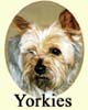 Click for More Images of Yorkshire Terriers - Yorkies