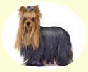 Click for larger image of Yorkshire Terrier painting - Yorkie