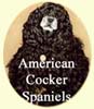 Click for larger image of American Cocker Spaniel