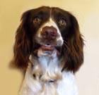 Borage is a young English Springer Spaniel who stays with us during the daytime, while his owner works.