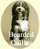 Click for more Bearded Collie Images