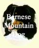 Click For More Images of Bernese Mountain Dogs