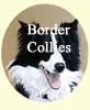 Click for more Border Collie Images