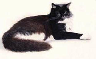 Pet Portraits - Cat painting in watercolours