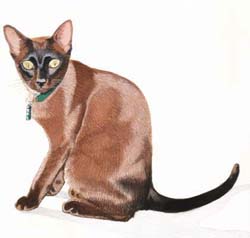 Pet Portraits - Tabby Kitten in Watercolours