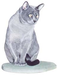 Pet Portraits - blue Burmese Cat in Watercolours