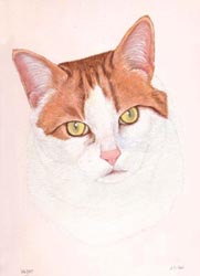 Pet Portraits - Cat Head Study - Whisky in Watercolours