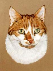Pet Portraits - Ginger Tabby Cat Head Study in Oils