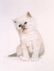 Pet Portraits - White Kitten Sitting - Watercolours