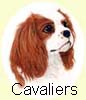 Click for more Cavalier King Charles Spaniels paintings
