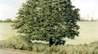 Oak tree in Duggins Lane - Summer 1989