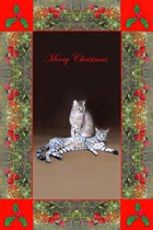 cat Greeting Cards and Cat Christmas Cards
