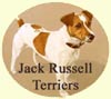 Click for More Images of Jack Russell Terriers dog paintings
