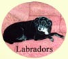 Click for More Images of Labrador Retrievers dog paintings