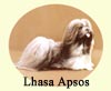 Click for More Images of Lhasa Apsos dog paintings