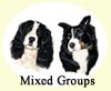 Click for more Images of Border Collies dog paintings
