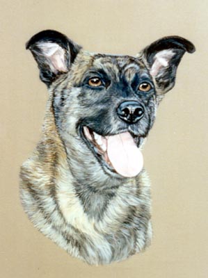 Pet Portraits - Dog & Puppy Paintings from Your Favourite Photos - Mongrel Gypsy