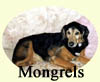 Click for More Images of Mongrels dog paintings
