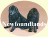 Click for More Images of Newfoundland dog paintings