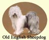 Click for more Images of Old English Sheepdogs - dog paintings