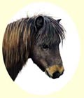 Click for Larger Image of Brown Moorland Pony