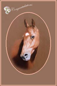 pet portraits - Horse paintings and animal horse and pony cards