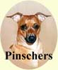 Click for more Images of Pinscher dog paintings