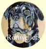Click for more Images of Rotweilers - dog paintings