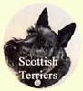 Click for more Images of Scottish Terriers