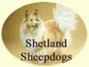 Click for More Images of Shetland Sheepdogs - Shelties