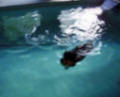 Skye the Border Collie doing her swimming therapy