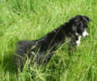 Border Collie Skye hunting for mice and frogs in the long grass.