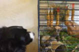 Border Collie Skye watching her babies - the Guinea Pigs