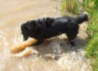 Border Collie Skye splashing the water which she loves doing.