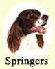 Click for More Images of Springer Spaniels