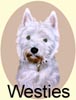 Click for More Images of West Highland White Terriers - Westies
