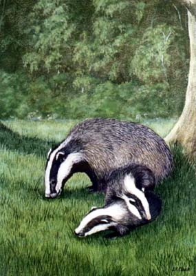 Pet Portraits and Animal Paintings - Badger and Cubs in Moonlight