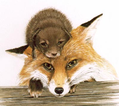 Pet Portraits and Animal Paintings - Fox Misty and her Baby in Watercolours