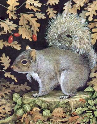 Pet and Animal Portraits from Your Own Photo - Grey Squirrel