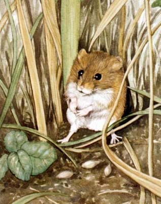 Pet and Animal Portraits from Your Own Photo - Harvest Mouse on Ground