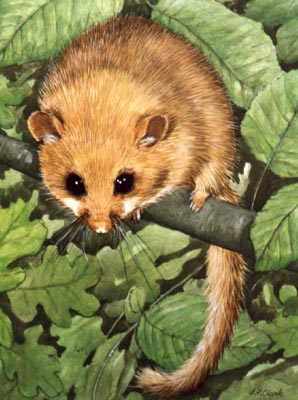 Pet and Animal Portraits from Your Own Photo - Hazel Dormouse in Watercolours