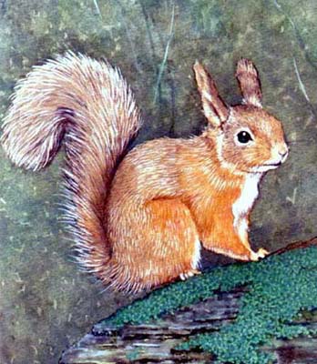 Pet Portraits - Dogs, Cats, Wildlife & Animal Paintings from YOUR own photos - Red Squirrel